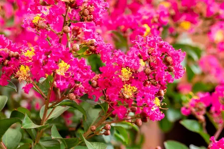 Lagerstroemia ind. 'Berry Dazzle' - 3 Ltr pot - image 3