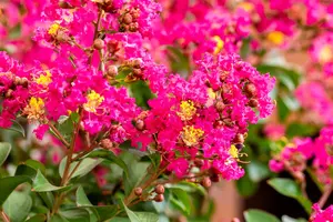 Lagerstroemia ind. 'Berry Dazzle' - 3 Ltr pot - image 3