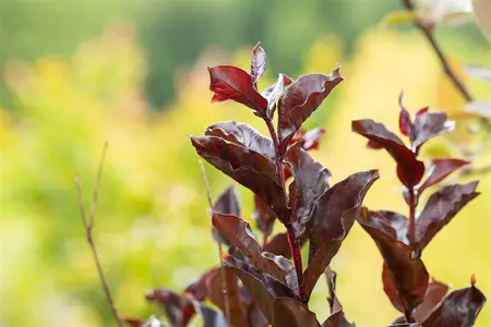 Lagerstroemia ind. 'Best Red' - 80 CM STEM C15 - image 2