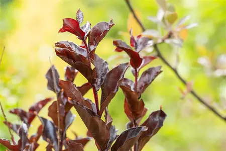 Lagerstroemia ind. 'Best Red' - 80 CM STEM C15 - image 3