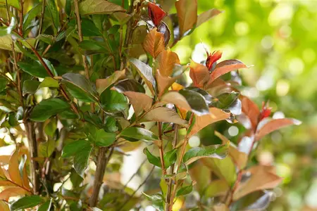 Lagerstroemia ind. 'Best Red' - 1/2 STDS C18 - image 1