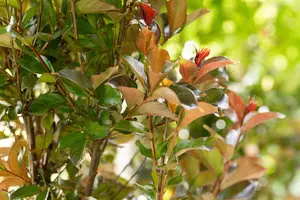Lagerstroemia ind. 'Best Red'