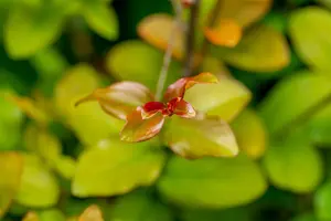 Lagerstroemia ind. 'Lipan' - 1.5 Ltr pot - image 4
