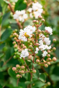 Lagerstroemia ind. 'Nivea' - 125-150 CM C20 - image 2