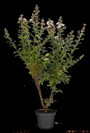 Lagerstroemia ind. 'Nivea' - SOLITAIR 250-300 CM C150 - image 3
