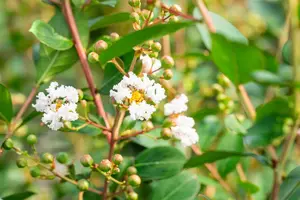 Lagerstroemia ind. 'Nivea'