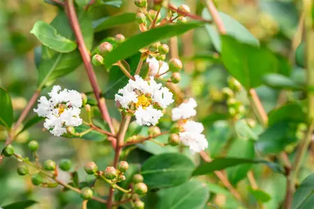 Lagerstroemia ind. 'Nivea' - 125-150 CM C20 - image 1
