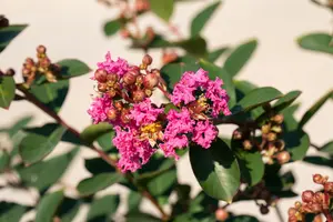 Lagerstroemia ind. Petite Pink' - 125-150 CM C20 - image 3