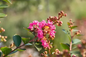 Lagerstroemia ind. Petite Pink' - 125-150 CM C20 - image 1