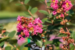 Lagerstroemia ind. Petite Pink' - 125-150 CM C20 - image 4