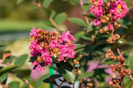 Lagerstroemia ind. Petite Pink' - 125-150 CM C15 - image 4