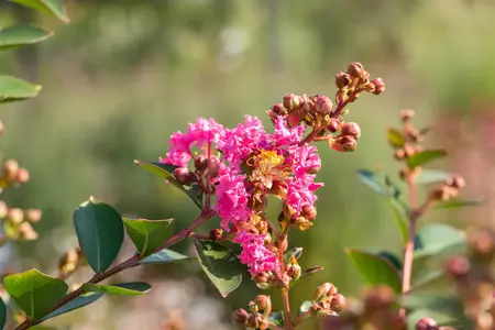 Lagerstroemia ind. Petite Pink' - 30-40 CM C3 - image 1