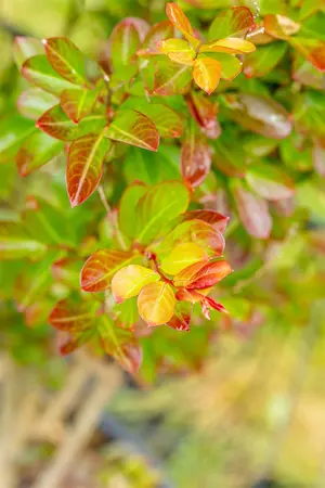 Lagerstroemia ind. 'Petite Red' - 3 Ltr pot - image 2