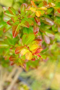 Lagerstroemia ind. 'Petite Red' - 3 Ltr pot - image 2
