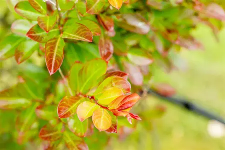 Lagerstroemia ind. 'Petite Red' - 3 Ltr pot - image 1