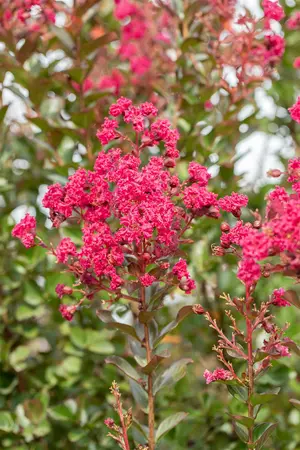 Lagerstroemia ind. 'Pink Velour' - 3 Ltr pot - image 2