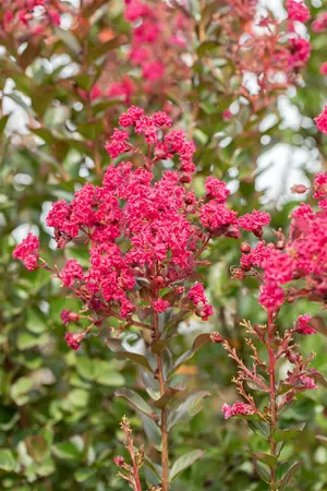 Lagerstroemia ind. 'Pink Velour' - 80-100 CM C10 - image 2