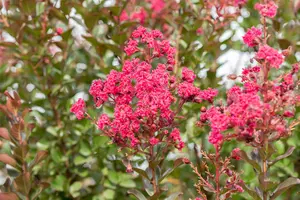 Lagerstroemia ind. 'Pink Velour'