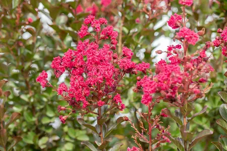 Lagerstroemia ind. 'Pink Velour' - 3 Ltr pot - image 3