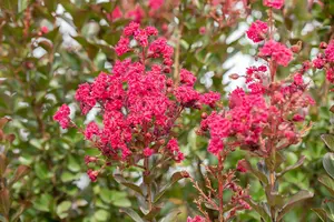 Lagerstroemia ind. 'Pink Velour' - 3 Ltr pot - image 3