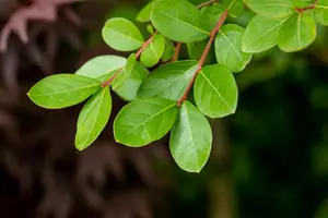Lagerstroemia ind. 'Pure White' - P9 - image 2