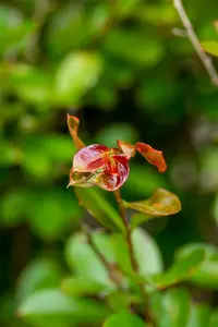 Lagerstroemia ind. 'Red Imperator' - 30-40 CM C3 - image 2