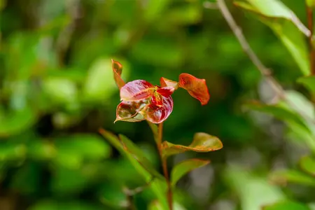 Lagerstroemia ind. 'Red Imperator' - P9 - image 1