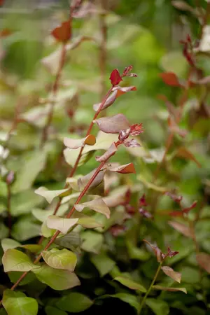 Lagerstroemia ind. 'Shell Pink' - 3 Ltr pot - image 1