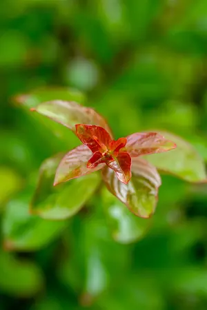 Lagerstroemia ind. 'Sioux' - 3 Ltr pot - image 2