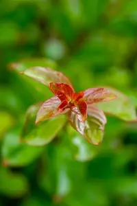 Lagerstroemia ind. 'Sioux' - STDS 8-10 CM RB - image 2