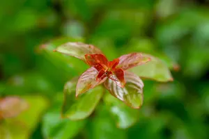 Lagerstroemia ind. 'Sioux' - 1.5 Ltr pot - image 1