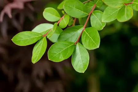 Lagerstroemia ind. 'White Star' - 80 CM STEM C15 - image 2