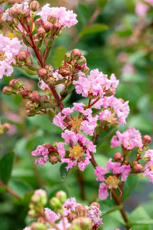Lagerstroemia ind. 'With Love Babe' - 60-80 CM C6.5 - image 3