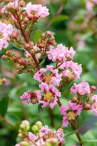 Lagerstroemia ind. 'With Love Babe' - 40-50 CM C3 - image 3