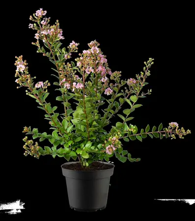 Lagerstroemia ind. 'With Love Babe' - 60-80 CM C6.5 - image 4