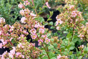 Lagerstroemia ind. 'With Love Babe'