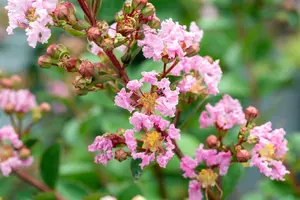 Lagerstroemia ind. 'With Love Babe' - 60-80 CM C6.5 - image 2