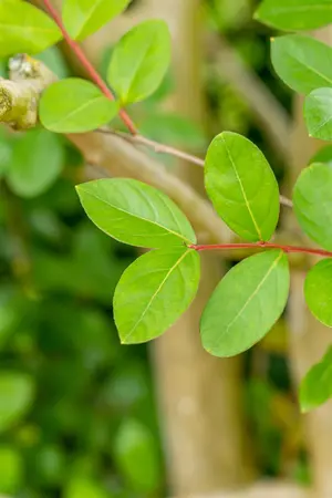 Lagerstroemia indica - STD 14-16 CM CONT - image 3