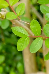 Lagerstroemia indica - SOLITAIR 350-400 CM C285 - image 3