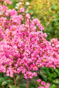 Lagerstroemia 'Rhapsody in Pink'? - 3 Ltr pot - image 3