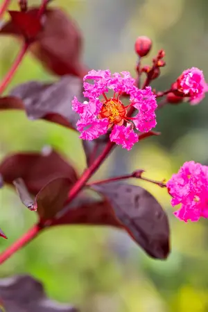 Lagerstroemia 'Rhapsody in Pink'? - 175-200 CM C50 - image 5