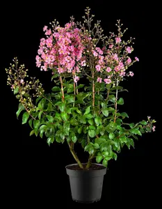 Lagerstroemia 'Rhapsody in Pink'? - 3 Ltr pot - image 5