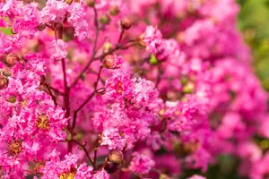 Lagerstroemia 'Rhapsody in Pink'? - 3 Ltr pot - image 2