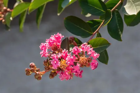 Lagerstroemia 'Rhapsody in Pink'? - 125-150 CM C20 - image 1