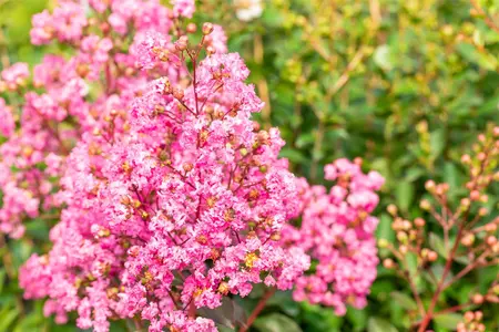 Lagerstroemia 'Rhapsody in Pink'? - MULTISTEM 150-175 CM C70 - image 3