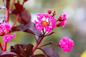 Lagerstroemia 'Rhapsody in Pink'? - MULTISTEM 150-175 CM C70 - image 4