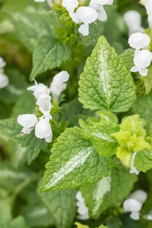 Lamium mac. 'Album' - PLUG/CELGROWN 104 CEL TRAY - image 3