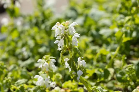Lamium mac. 'Album' - P9 - image 1