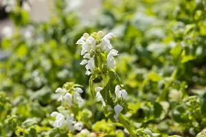 Lamium mac. 'Album'