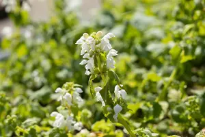 Lamium mac. 'Album' - PLUG/CELGROWN 100 CEL TRAY - image 3